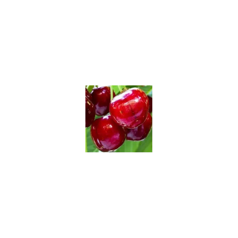 Sweet cherry - Prunus avium HORKA