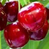 Sweet cherry - Prunus avium HORKA