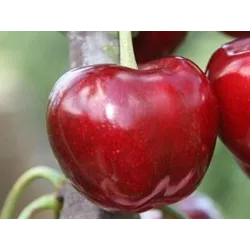 Trešnė - Prunus avium HORKA