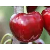 Sweet cherry - Prunus avium HORKA