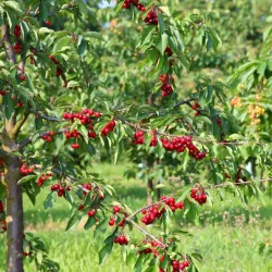 Trešnė - Prunus avium HORKA
