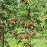 Sweet cherry - Prunus avium HORKA