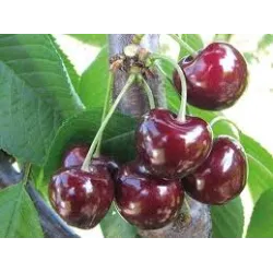 Trešnė - Prunus avium HORKA