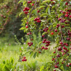 Sweet cherry - Prunus avium FABIOLA