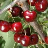 Sweet cherry - Prunus avium SANDRA