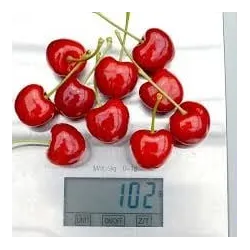 Sweet cherry - Prunus avium SANDRA