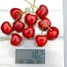 Sweet cherry - Prunus avium SANDRA