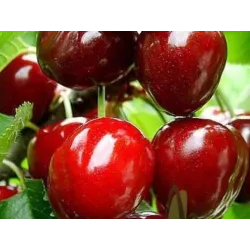 Sweet cherry - Prunus avium SANDRA