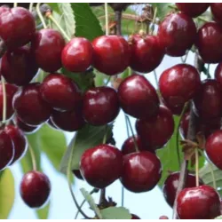 Trešnė - Prunus avium CHRISTIANA