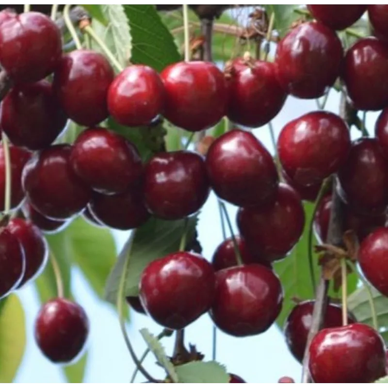 Trešnė - Prunus avium CHRISTIANA