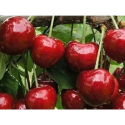 Sweet cherry - Prunus avium CHRISTIANA