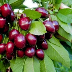 Trešnė - Prunus avium CHRISTIANA