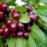 Sweet cherry - Prunus avium CHRISTIANA