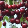 Sweet cherry - Prunus avium CHRISTIANA