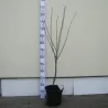 Sour cherry - Prunus cerasus SABINA