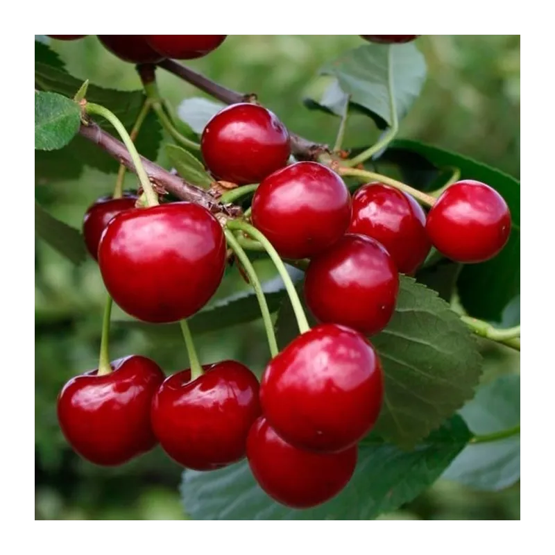 Sour cherry - Prunus cerasus SABINA