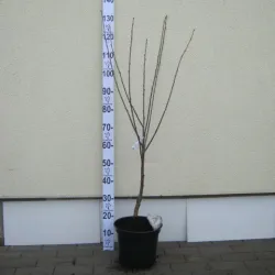Sour cherry - Prunus cerasus GRABAUSKINĖ
