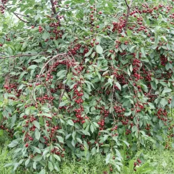 Vyšnia (savidulkė) - Prunus cerasus GRABAUSKINĖ