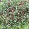 Sour cherry - Prunus cerasus GRABAUSKINĖ