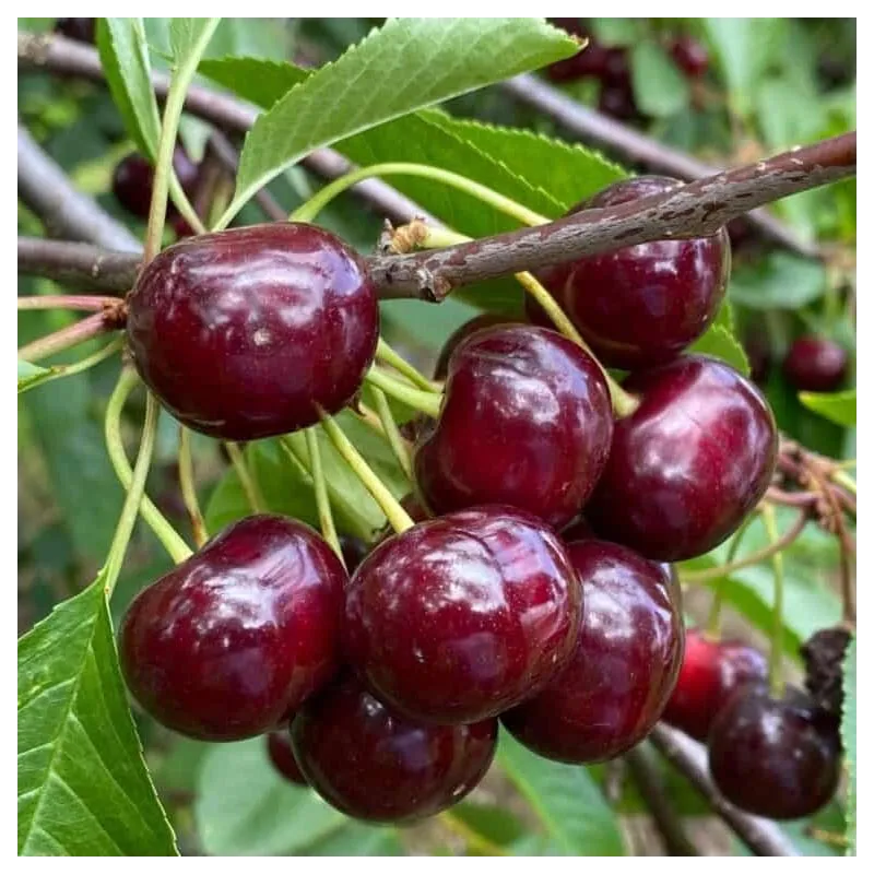 Vyšnia (savidulkė) - Prunus cerasus GRABAUSKINĖ