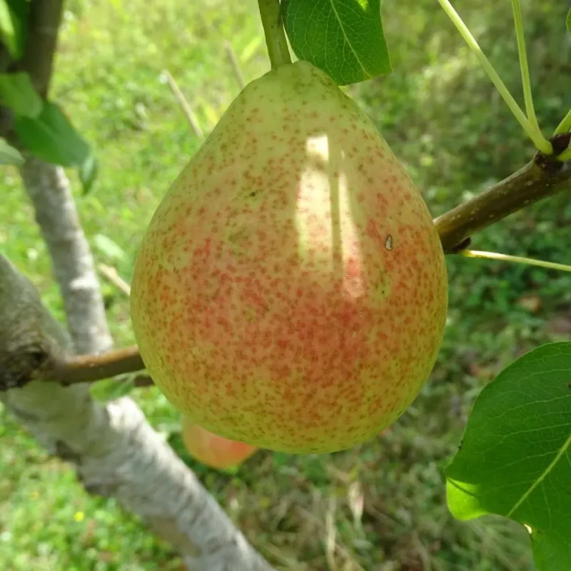 Kriaušė (vasarinė) - Pyrus communis VILMA