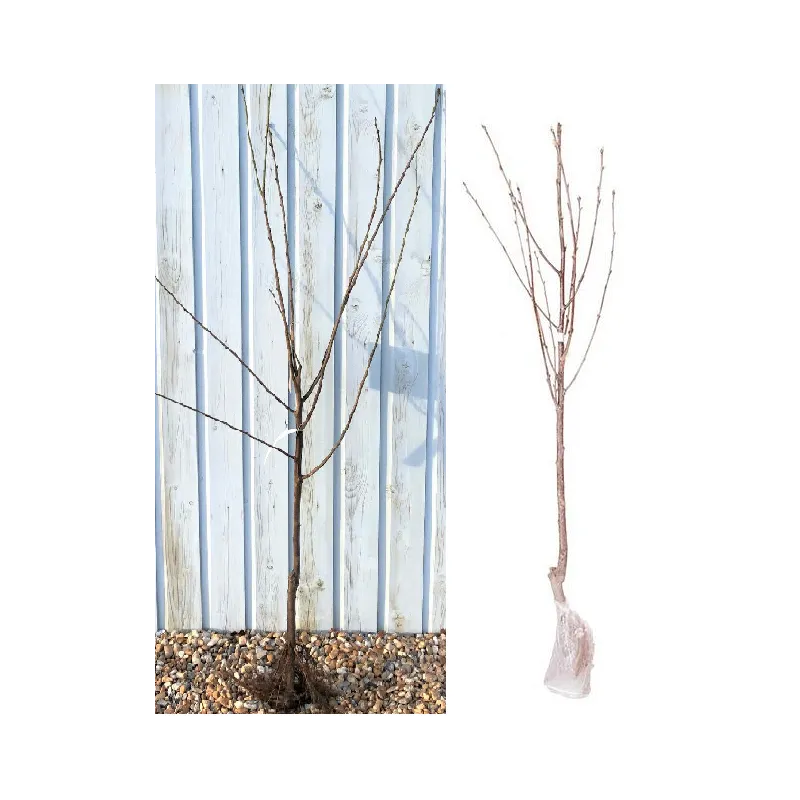 copy of TREŠNĖ - Prunus avium SUNBURST