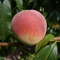 Peach - Prunus persica FRUTERIA