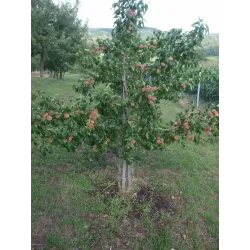 Peach - Prunus persica FRUTERIA