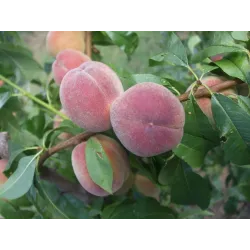 Peach - Prunus persica FRUTERIA
