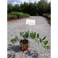 Prunus pumila depressa