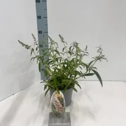 Davido budlėja - Buddleja davidii WHITE PROFUSION