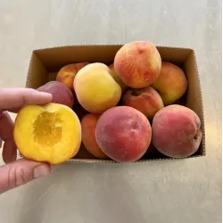 Peach - Prunus persica DIXI RED