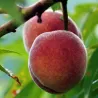 Peach - Prunus persica DIXI RED