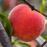 Peach - Prunus persica DIXI RED