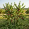 Peach - Prunus persica AMSDEN