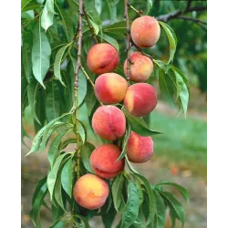 Peach - Prunus persica AMSDEN