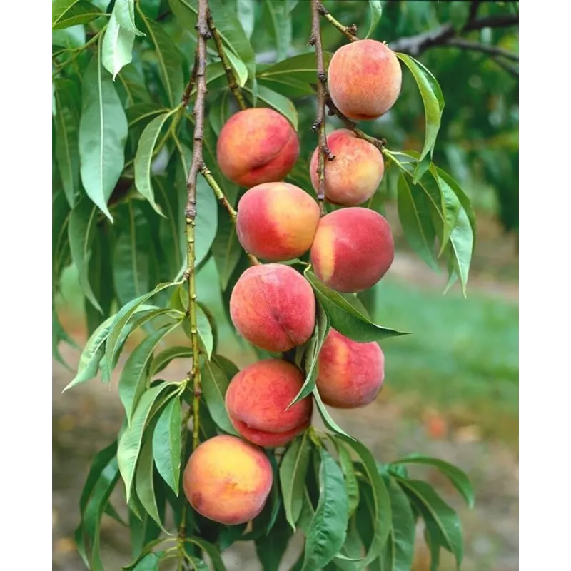 Peach - Prunus persica AMSDEN