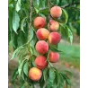 Peach - Prunus persica AMSDEN