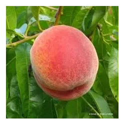 Peach - Prunus persica AMSDEN