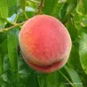Peach - Prunus persica AMSDEN