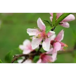 Nectarine - Prunus persica nucipersica HARKO