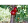 Nectarine - Prunus persica nucipersica HARKO