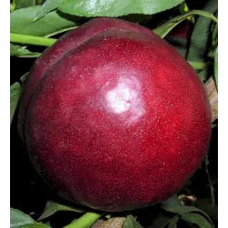 Nectarine - Prunus persica nucipersica HARKO