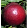 Nectarine - Prunus persica nucipersica HARKO