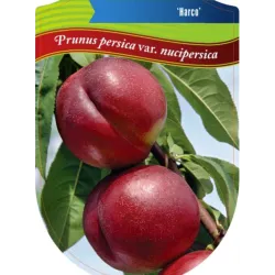 Nectarine - Prunus persica nucipersica HARKO