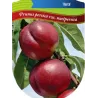 Nectarine - Prunus persica nucipersica HARKO