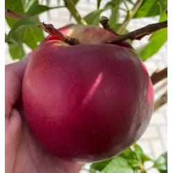 Nectarine - Prunus persica nucipersica KARDESIT