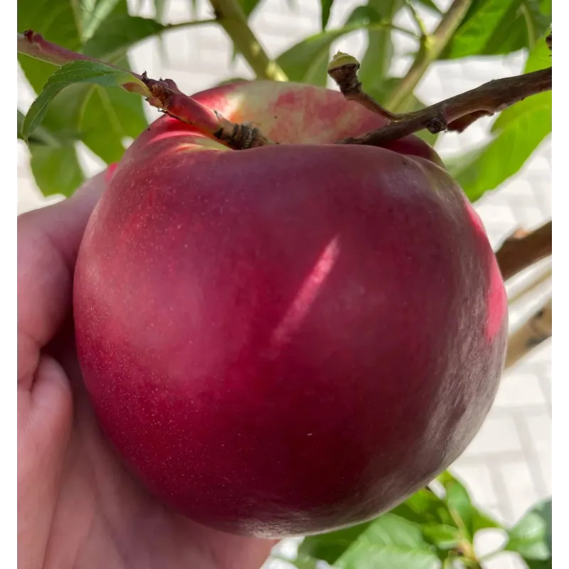 Nectarine - Prunus persica nucipersica KARDESIT