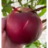 Nectarine - Prunus persica nucipersica KARDESIT