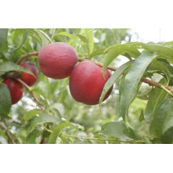 Nectarine - Prunus persica nucipersica KARDESIT